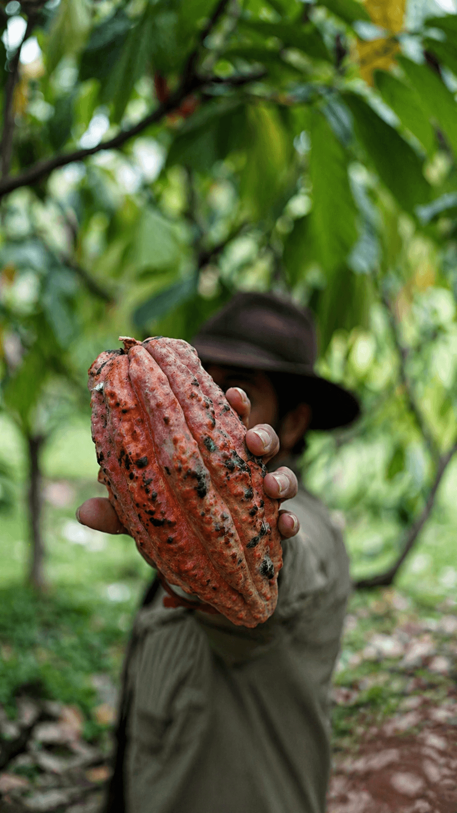 A cacao farmer tending to the harvest