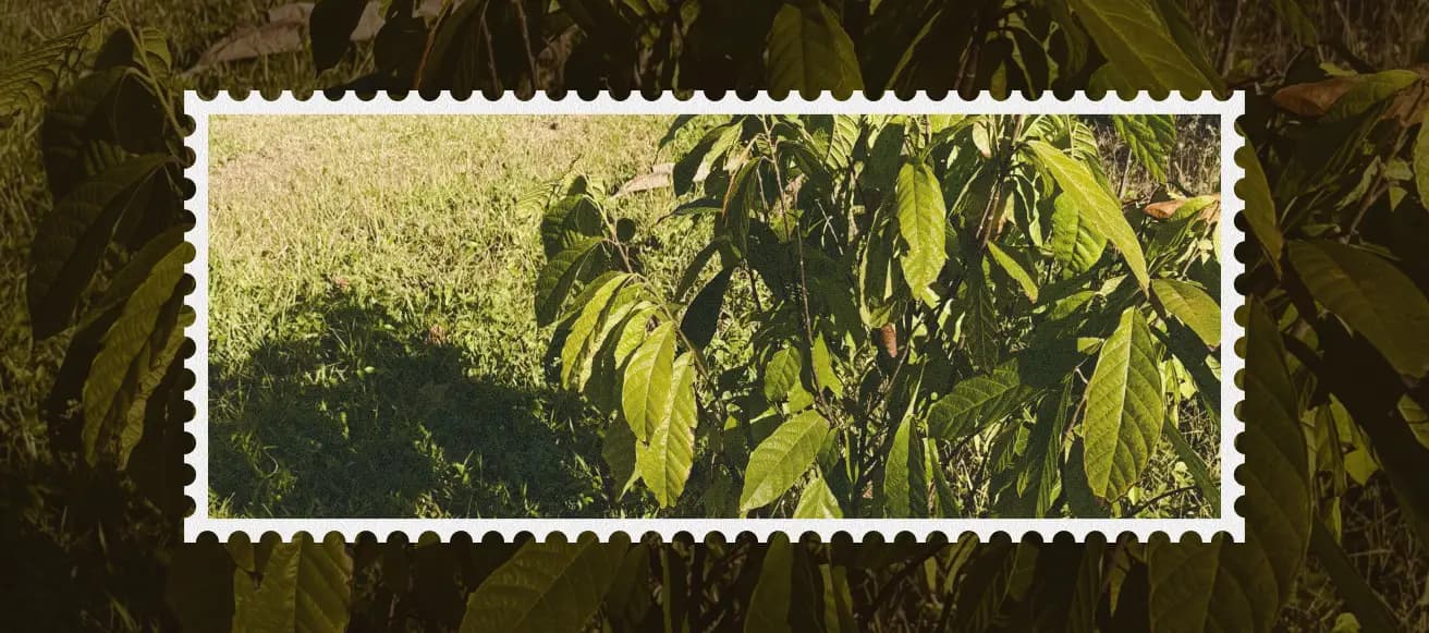 Cocoa grove with a postage-stamp portrait of a farmer among the trees