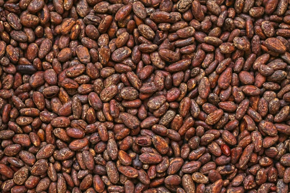 From Bean to Cup